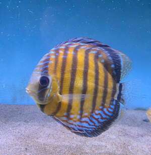 Wild Green Discus Colombia
