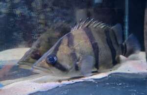 Datnoid Undecimradiatus #1