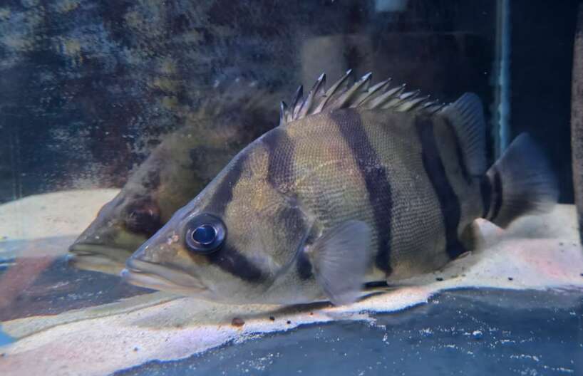 Datnoid Undecimradiatus #1