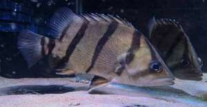 Datnoid Undecimradiatus #2
