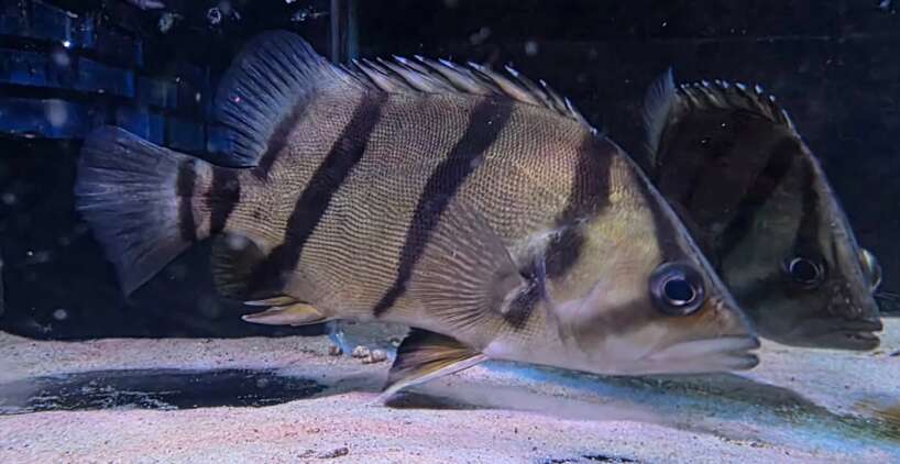 Datnoid Undecimradiatus #2