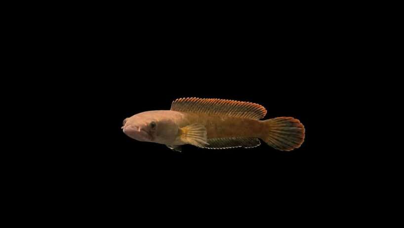 fireback channa Channa sp' Laos Fireback