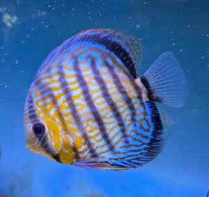 Wild Royal Discus Colombia