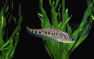 Juvenile Ghost Knifefish