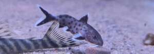 Synodontis sp Granulosus juvenile