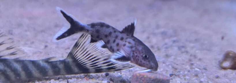 granulosus new Synodontis sp Granulosus juvenile