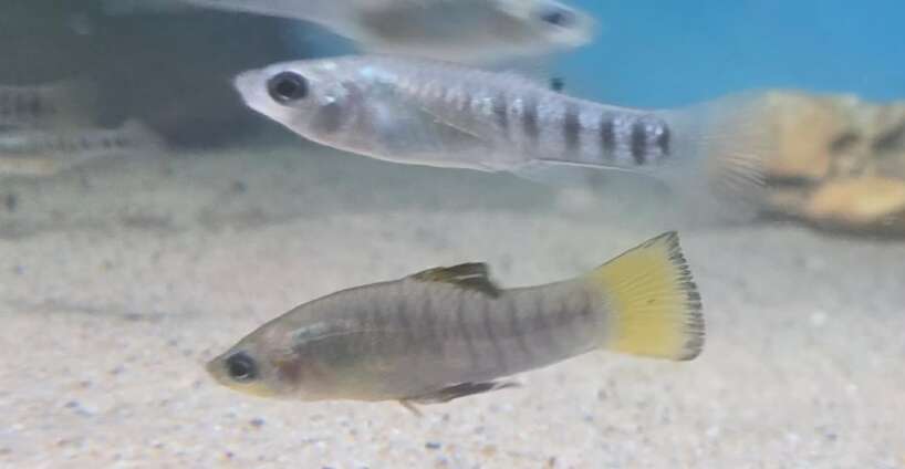 limia perugiae Limia Perugiae PAIR