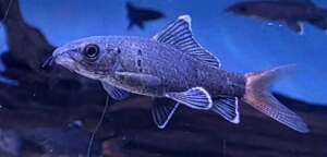 Red Tail Black Shark