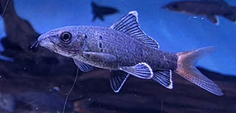 redtail black shark Red Tail Black Shark