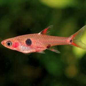 10x Boraras Maculata (dwarf Rasbora)