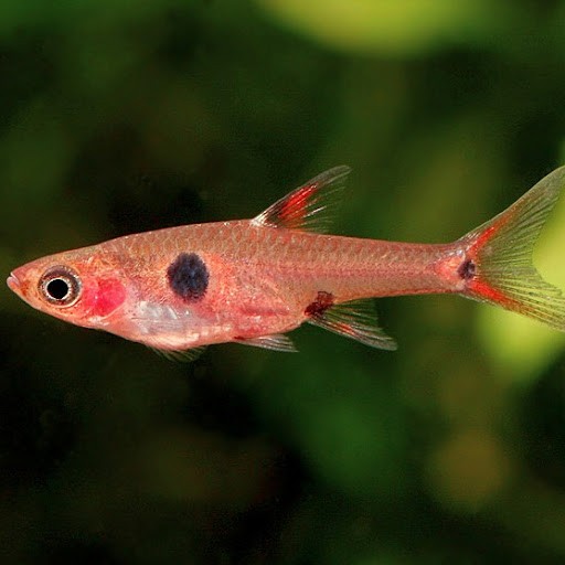 10x Boraras Maculata (dwarf Rasbora)