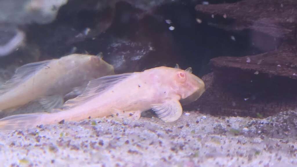 Albino gibbiceps