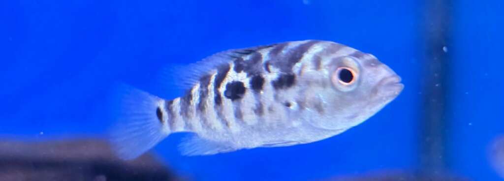 Cuban Cichlid (juvenile)