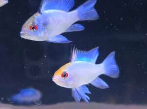 Electric Blue Rams PAIR