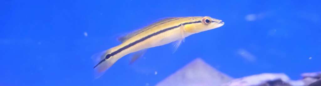 Crenicichla lugubris xingu (orange xingu pike)